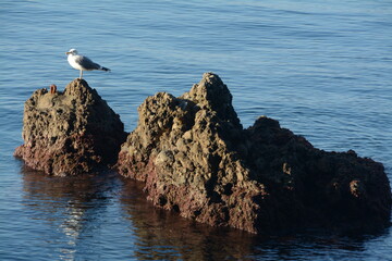 The seagulls on the  are beautiful and elegant in flight. Close up we see that they have a big beak and are very big 