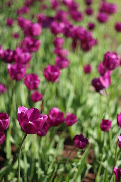 Botanical photography. Image of a lilac tulip against a blurred background of other flowers. Field of purple tulips in city park