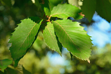 樹木・コナラ　ブナ科