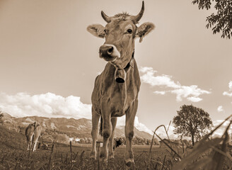Kuh - Allgäu - sepia - malerisch - Alpen