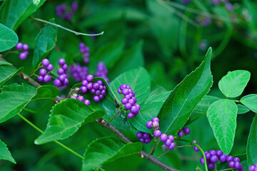 樹木・コムラサキ　クマツヅラ科