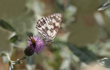Forest Angel butterfly / Melanargia galathea