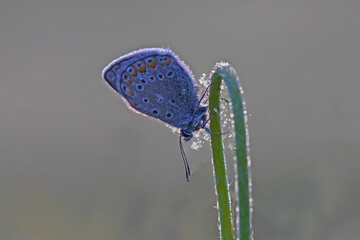 Multi-eyed Blue butterfly / Polyommatus icarus