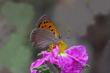 Fototapeta na wymiar Spotted Copper butterfly / Lycaena phlaeas