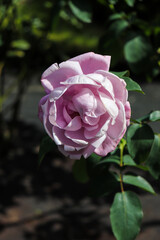 ピンク ローズ 薔薇 バラ 満開