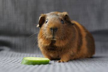 Guinea pig