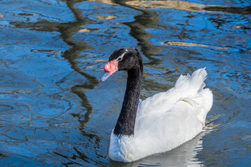Fototapeta premium Black-necked Swan (Cygnus melancoryphus) in park, Buenos Aires, Argentina