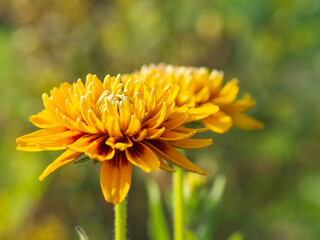 Beautiful orange marigold, calendula officinalis, blooming in a sunny autumn garden, macro with selective focus and shallow depth of field
