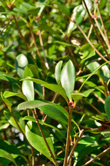 樹木・モッコク　ツバキ科