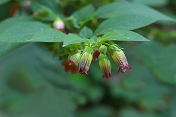Beautiful eurat grass ; Atopa belladonna