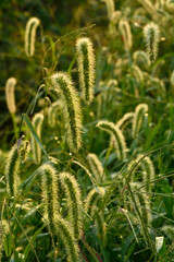 植物・アキノエノコログサ　イネ科