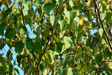 樹木・ハンカチノキ　ミズキ科