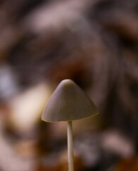 Champignon
