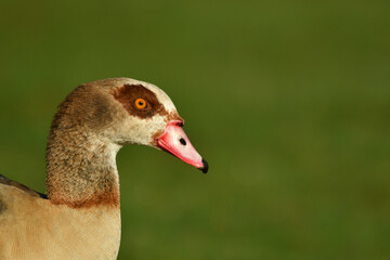 The Egyptian goose close up portrait