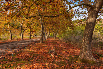 Autumn landscape beautiful colored trees over the road, glowing in sunlight. Wonderful picturesque background. Beautiful colors and a peaceful atmosphere around. Gorgeous view.