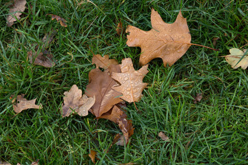 leaves on grass