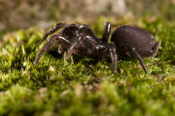 Purse web spider (Atypus affinis), Italy.