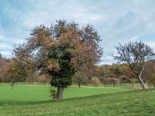 Obraz premium Obstbäume im Herbst