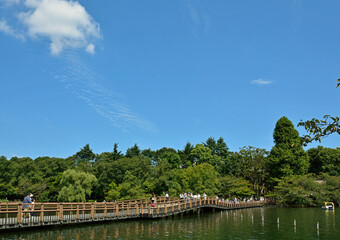 Fototapeta premium 井の頭恩賜公園・青空と七井橋