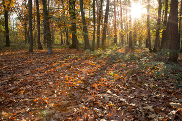 autumn in the forest and sunbeams make their way through fall foliage
