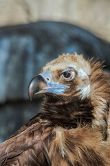 Cinereous Vulture (Aegypius monachus)