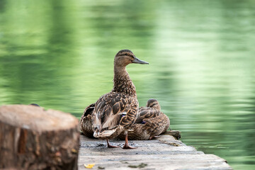 ducks at the pond