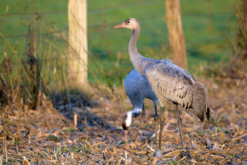 Kranich (Grus grus) auf einem Mais-Feld // Common crane on a corn field  © bennytrapp