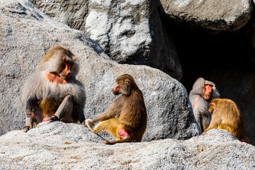 Baboon family socialising on a rocky outcrop. 