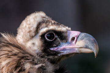 Cinereous Vulture (Aegypius monachus)