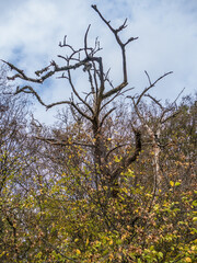 Abgestorbener Baum