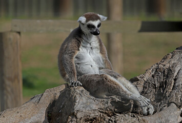Ring-tailed Lemur ; Lemur catta