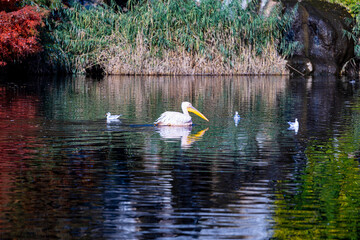 Great white pelican - Pelecanus onocrotalus. Also known as the eastern white pelican, rosy pelican is a bird in the pelican family. It breeds from southeastern Europe through Asia and and Africa.