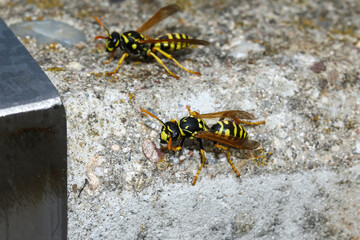 Feldwespen vor ihrem Bau in einer Metallröhre, Polistes bischoffi