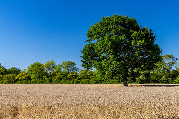 A Tree in a Field of Barley in Sussex