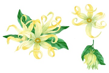 bouquet of yellow Ylang Ylang flowers 
