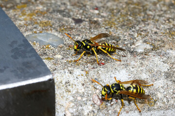 Feldwespen vor ihrem Bau in einer Metallröhre, Polistes bischoffi