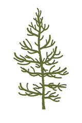 Monkey puzzle Tree or Araucaria araucana. Vector illustration