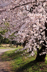 Fototapeta premium 桜