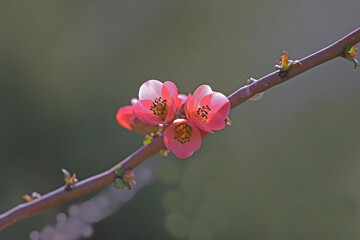 Japanese quince, spring branch ;  Chanomeles japonica