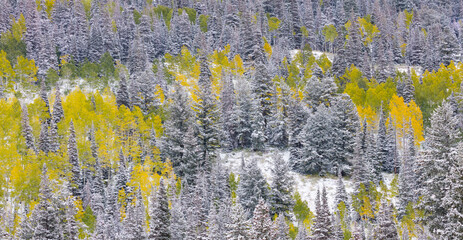 Snowing in the forest.  Autumn. Big Cottonwood Canyon, Wasatch Range, Salt Lake City, Utah, Usa, America