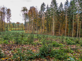 Wiederaufforstung durch neuanpflanzen von Jungbäumen im Mischwald