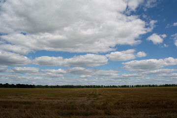 field and sky