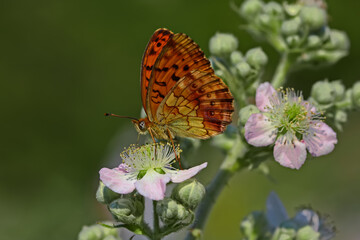 Obraz na płótnie Canvas Blackberry Brentisi butterfly / Brenthis daphne