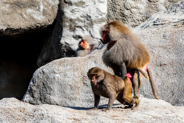 Baboon monkeys during copulation.  Safari in Tsavo West, Kenya, Africa