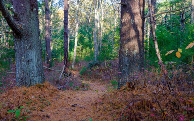 Footpath in the pine tree forest on Cape Cod