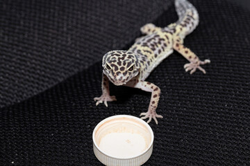 Female gecko eublefara leopard color with the remains of the skin on the face after molting near...