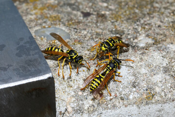 Feldwespen vor ihrem Bau in einer Metallröhre, Polistes bischoffi