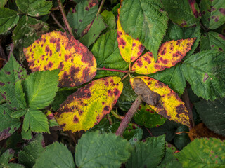 Herbstlich gefärbte Blätter im Wald