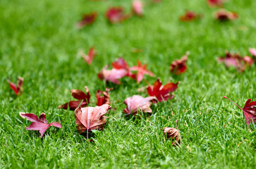 Ahornblaetter im Herbst, Pulheim, NRW, Germany