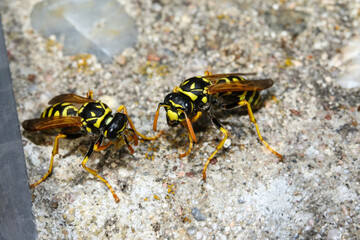 Feldwespen vor ihrem Bau in einer Metallröhre, Polistes bischoffi